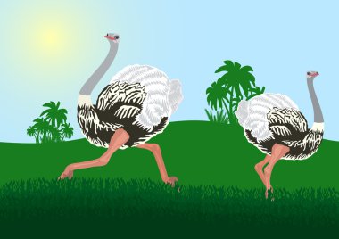 Ostriches clipart