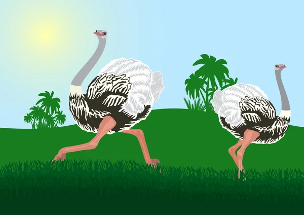 Ostriches — Stock Vector