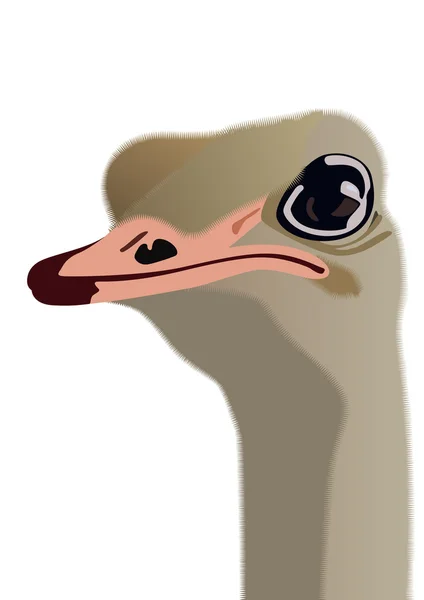 La cabeza de un avestruz — Vector de stock