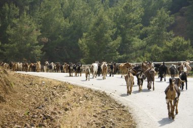 keçi yolda, Kıbrıs