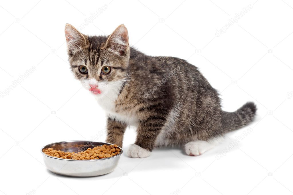 條紋的小貓吃幹飼料,被隔絕的白色背景上 — stock photo #6809961