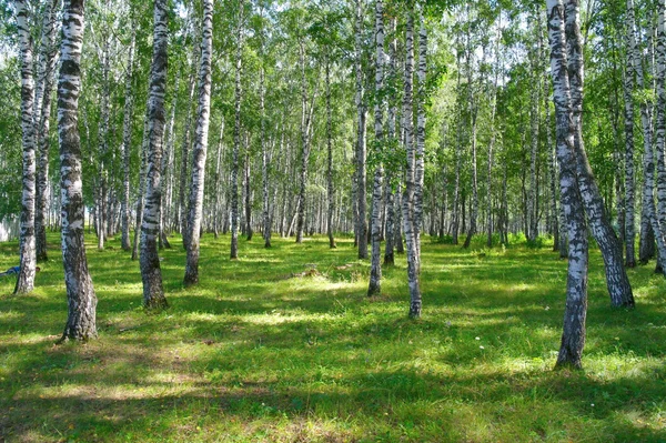 In summer birch grove — Stock Photo, Image