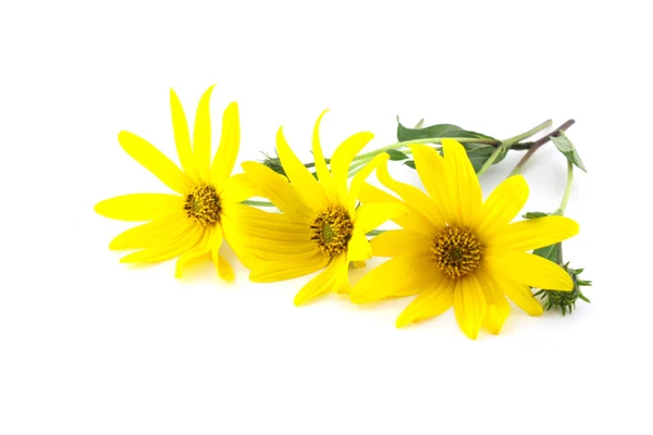 Yellow flowers over white — Stock Photo, Image