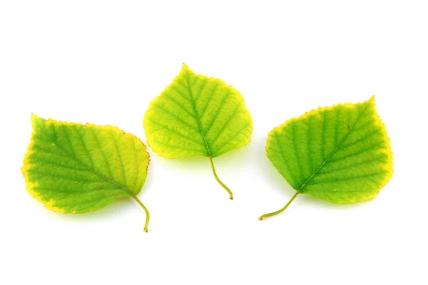 Las hojas otoñales del abedul — Foto de Stock