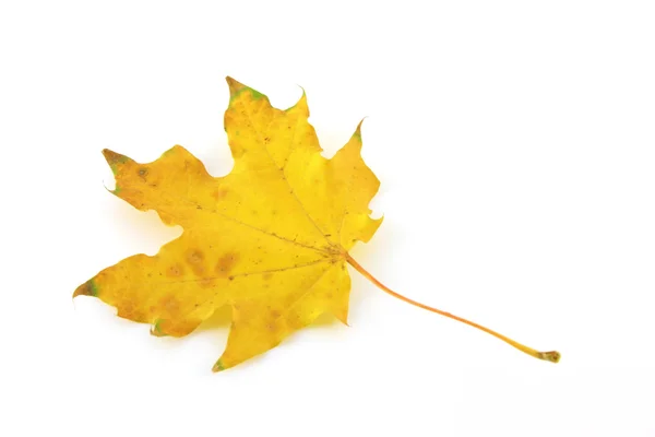 Podzimní list javoru — Stock fotografie