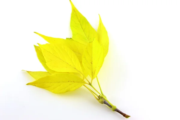 Twig with autumn leaves — Stock Photo, Image