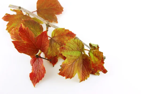 桂枝与秋天的树叶 — 图库照片