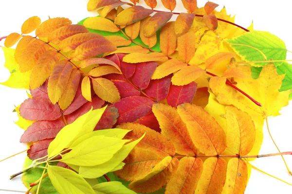 Абстрактный фон с цветными листьями — стоковое фото