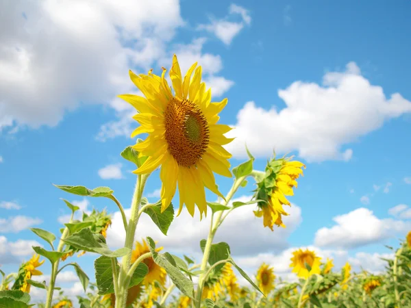 Sunflowers over blue sky with clouds — Stock Photo, Image
