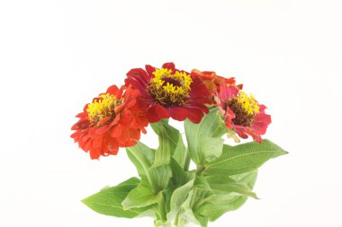 Kırmızı çiçekler (Helenium autumnale)