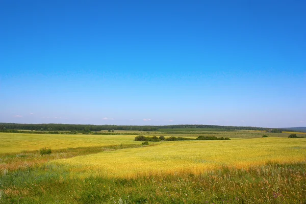 Village summer landscape — Stock Photo, Image