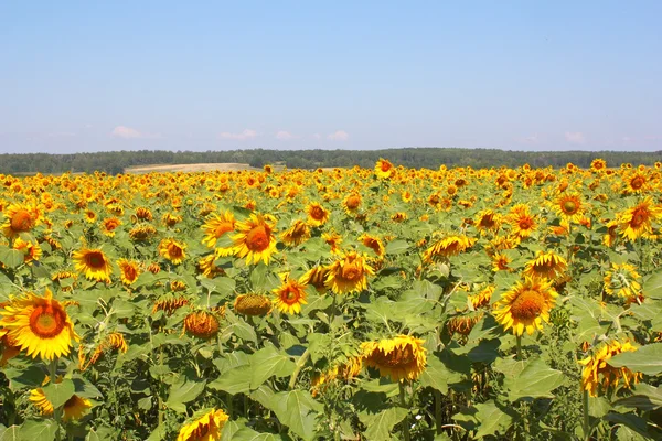 Letní pole slunečnic v kopcích — Stock fotografie