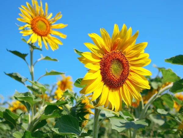 Blossom sunflower over blue sky — Stock Photo, Image