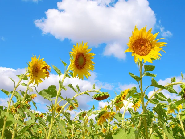Sunflowers over blue sky with clouds — Stock Photo, Image