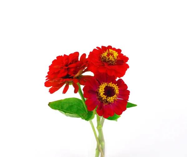 Květy červené květy nad bílá — Stock fotografie