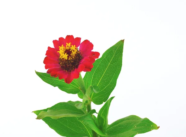 Blossom rød blomst (Helenium autumnale ) – stockfoto