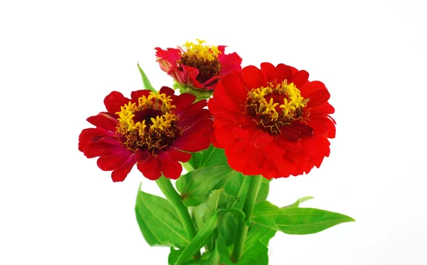Piros virágok (Helenium autumnale) — Stock Fotó