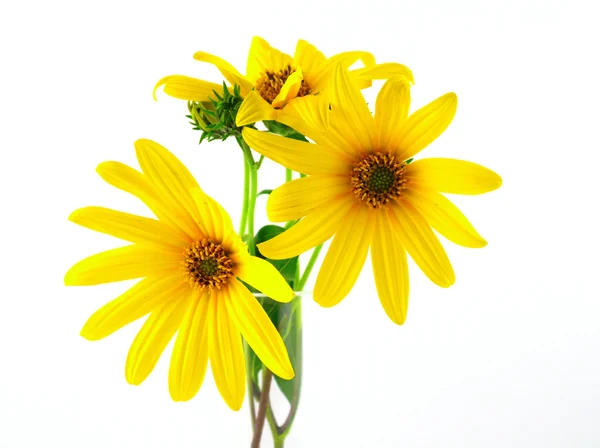 Yellow flowers over white — Stock Photo, Image