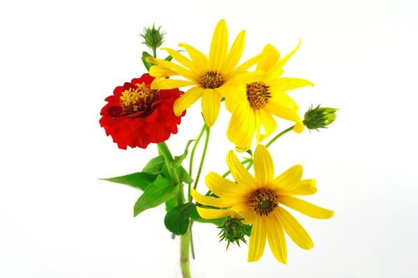 Virág virágok — Stock Fotó