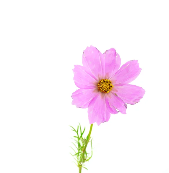Einziges rosafarbenes Gänseblümchen — Stockfoto