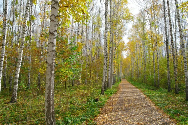 Path in autumn birch grove — Stock Photo, Image