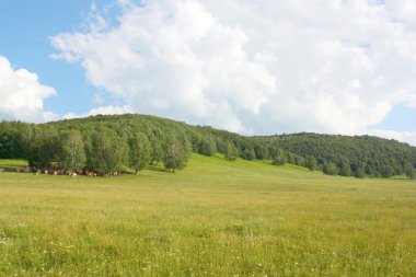 Yaz manzarası