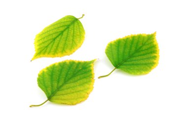 Birch sonbahar yaprakları