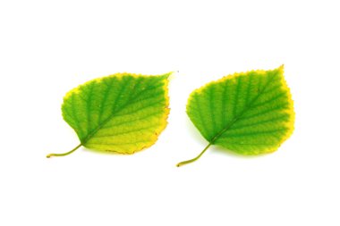 Birch sonbahar yaprakları
