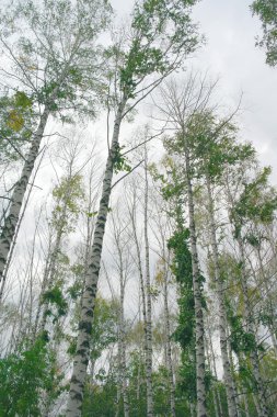 Birches on the overcast sky clipart