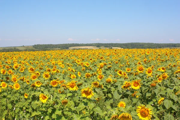 Sonnenblumenfeld unter den Hügeln — Stockfoto