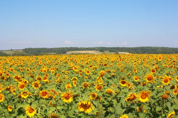 Sunflowers field under the hills — Stock Photo, Image