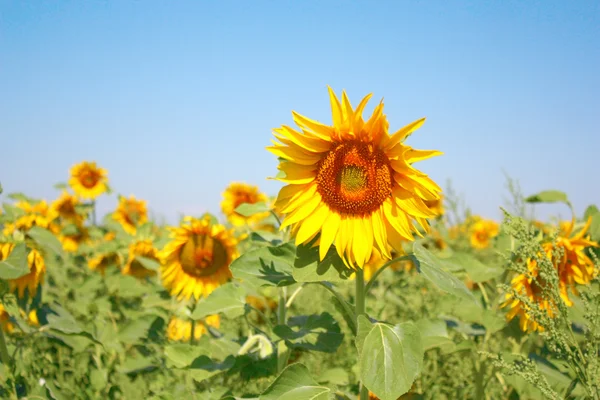 Blossom sunflower on the field — Stock Photo, Image