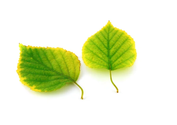 Dos hojas de abedul de otoño — Foto de Stock