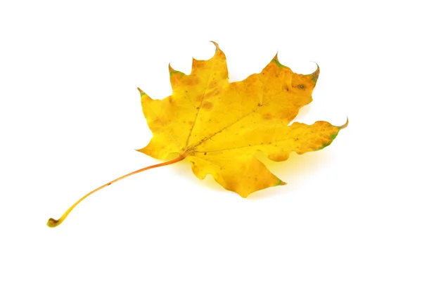 Herbstblatt des Ahorns — Stockfoto