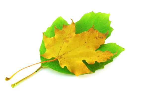 Jesień żółty liść klonu na zielony liść — Zdjęcie stockowe