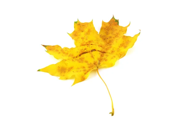 Foglia di acero giallo autunno — Foto Stock