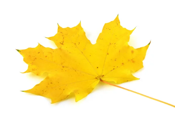 Autumn yellow leaf of maple — Stock Photo, Image