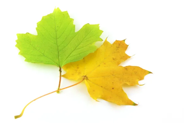 Jesień kolor liście klonu — Zdjęcie stockowe