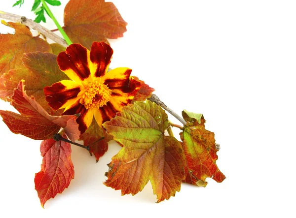 Twig met herfstbladeren en mooie bloem — Stockfoto