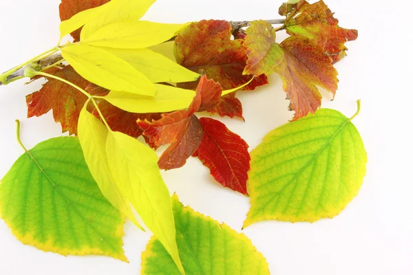 Гілочки з листям осіннього кольору — стокове фото