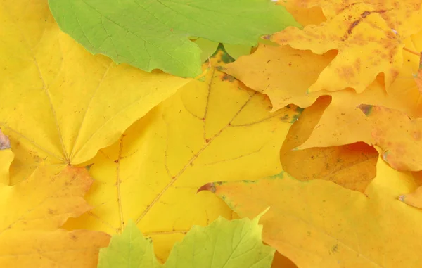 Fundo abstrato com folhas de outono — Fotografia de Stock