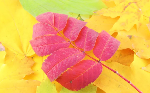 Fondo abstracto con hojas de otoño de color — Foto de Stock