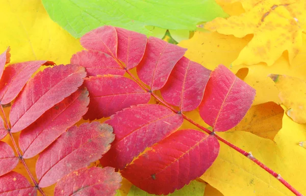 Abstract background with color autumn leaves — Stock Photo, Image