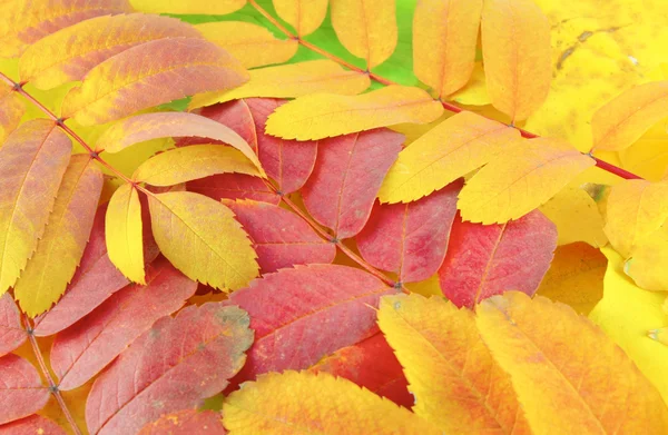 Sfondo astratto con foglie di autunno di colore — Foto Stock