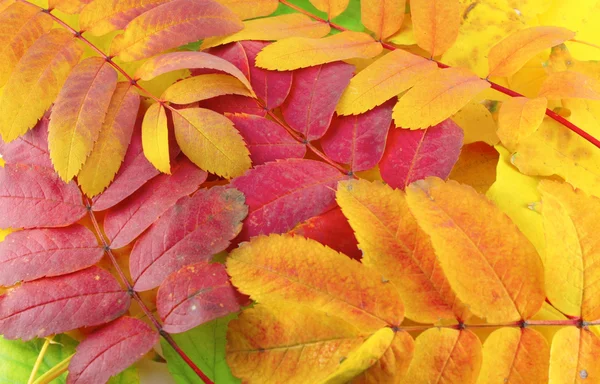 Sfondo astratto con foglie di autunno di colore — Foto Stock