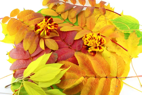 Absztrakt háttér színes őszi levelek — Stock Fotó