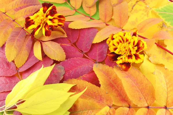 Fundo abstrato com folhas de outono de cor — Fotografia de Stock