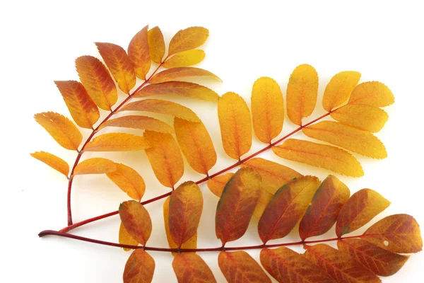 Ветки с цветными осенними листьями — стоковое фото