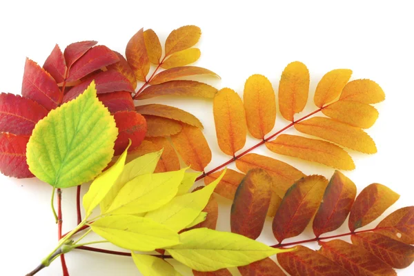 Abstracte achtergrond met kleur herfst bladeren — Stockfoto