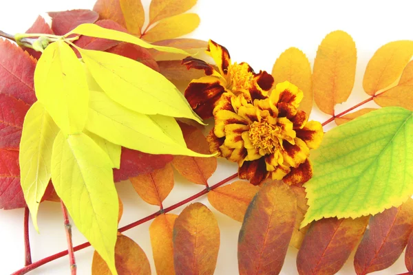 Abstracte achtergrond met kleur herfst bladeren en bloem — Stockfoto